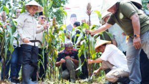 67d5812c42558-menhut-raja-juli-antoni-panen-perdana-sorghum-di-karawang_ceritakita
