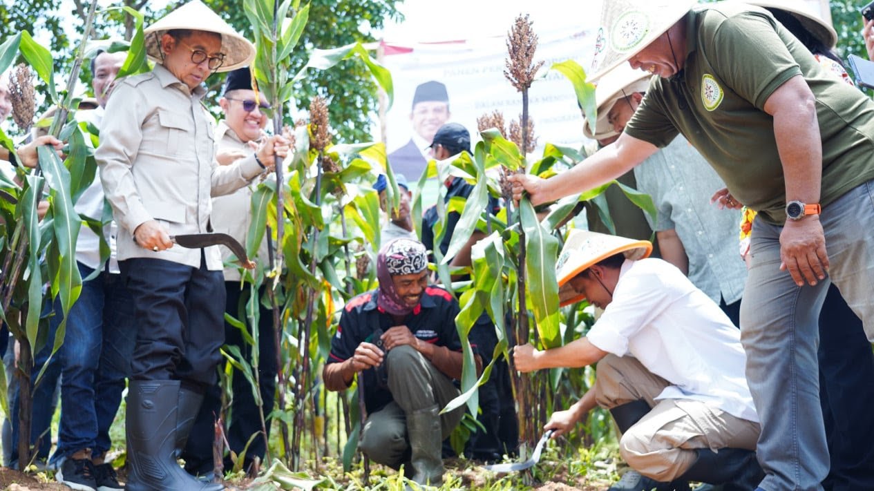 Menhut Panen Sorghum di Karawang, Tanaman Ajaib yang Banyak Manfaat