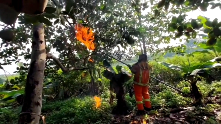 Kakak-Adik di Bekasi Diserang Tawon Vespa, Sang Adik Tewas