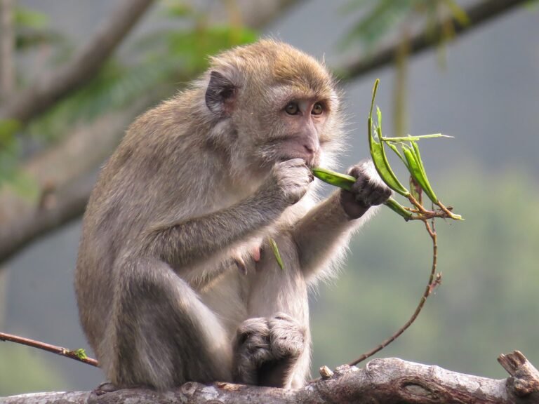 Gerombolan Monyet Liar Serang Pemukiman Warga Purwakarta