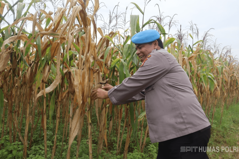 Kapolres Metro Bekasi Cek Lahan Ketahanan Pangan Polda Metro Jaya