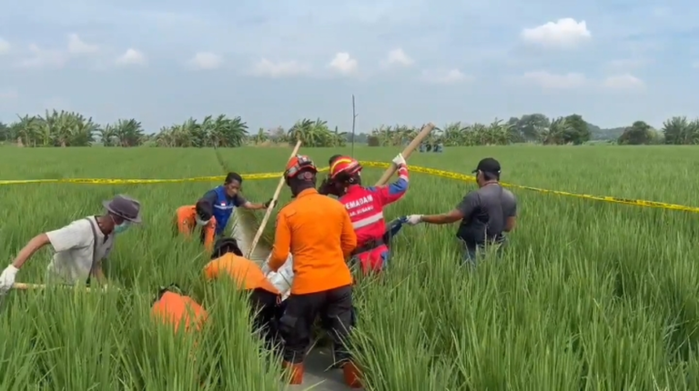 Dilaporkan 10 Hari Menghilang, Lansia di Subang Ditemukan Meninggal di Sawah