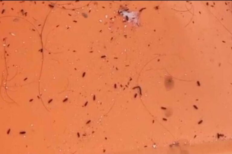 Warga Karawang Barat Keluhkan Serangan Kutu Beras, Mata Anak Sampai Bengkak