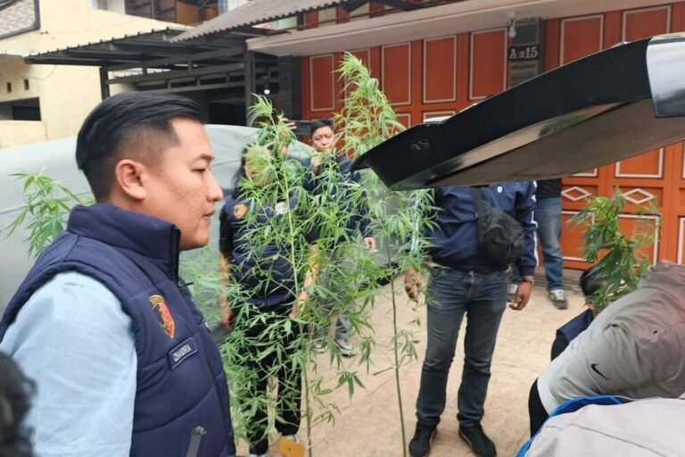 Nekat Tanam Ganja di Rumah, ASN di Bandung Diciduk Polisi